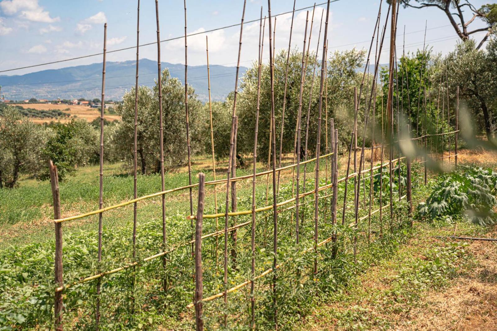 Il Querciolo - Azienda Biologica, Agriturismo E Cantina Marciano della Chiana Екстер'єр фото