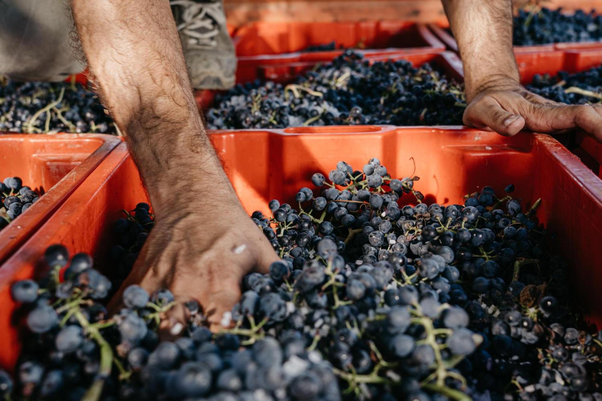 Il Querciolo - Azienda Biologica, Agriturismo E Cantina Marciano della Chiana Екстер'єр фото