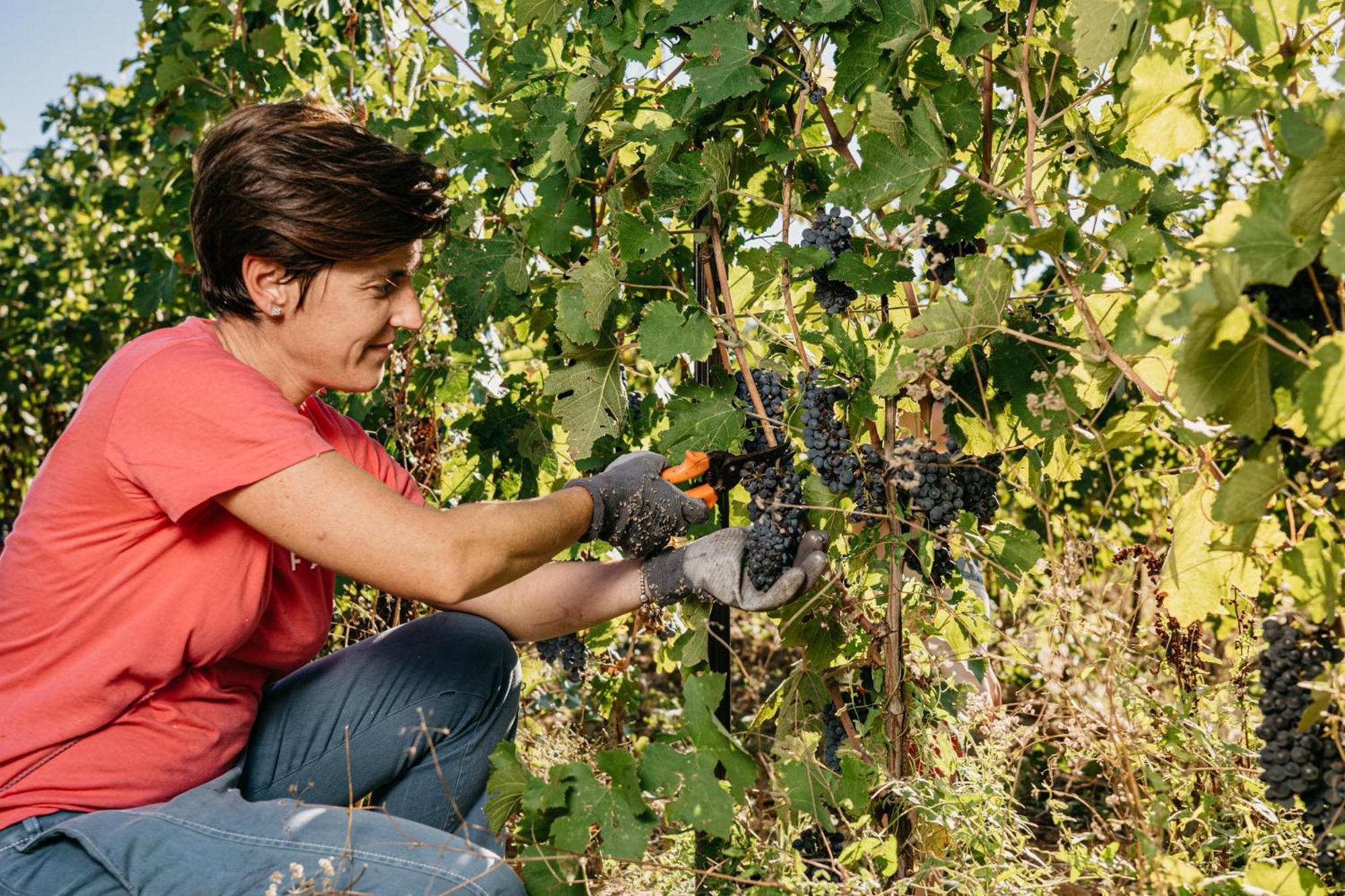 Il Querciolo - Azienda Biologica, Agriturismo E Cantina Marciano della Chiana Екстер'єр фото