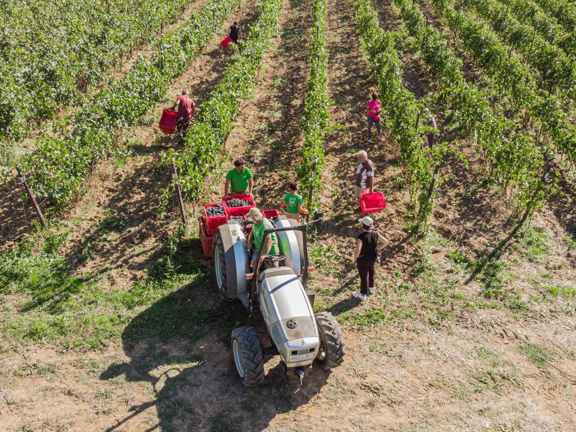 Il Querciolo - Azienda Biologica, Agriturismo E Cantina Marciano della Chiana Екстер'єр фото