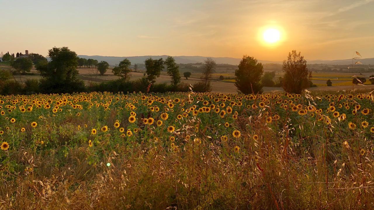 Il Querciolo - Azienda Biologica, Agriturismo E Cantina Marciano della Chiana Екстер'єр фото